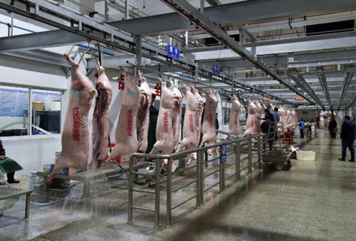 广州唯一4A中心屠宰场试产！日宰生猪2000多头