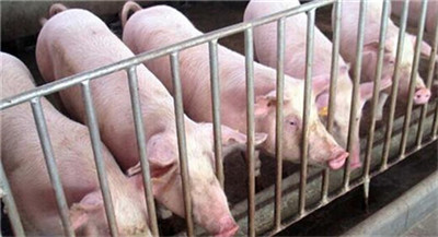 三部委：6月初至9月上旬开展违法违规调运生猪百日专项打击行动