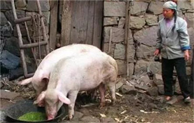 四川仁寿：“大企业+小业主”恢复生猪生产