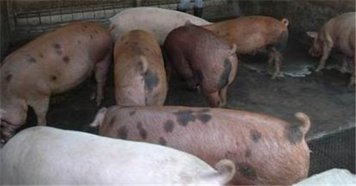 南海两名猪贩子“改行”，4头“二师兄”惨被......