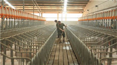 京基智农首个签约跨省生猪项目开工