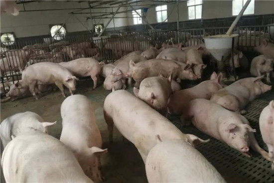 6小时，查封1326头存栏生猪！执行干警的工作超乎你想象……