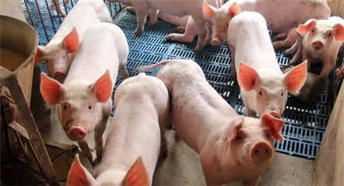 Myagric：多因拉涨猪价 后市偏强震荡