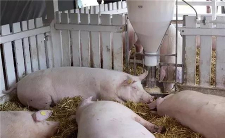 全球肉类加工厂密集“沦陷” ！影响几何？