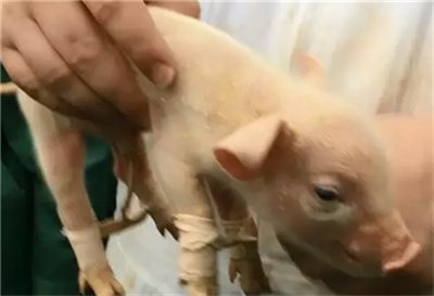 2019年猪肉进口达210.8万吨！预测：2022年降至150万吨以内！