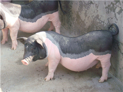 广西：生猪存栏恢复八成多