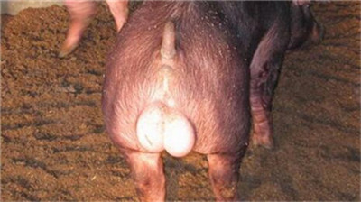 新型猪流感有可能大流行？专家：可能性有，但不必过分担心