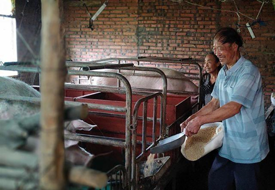 四川广元朝天七旬老人养猪脱贫致富