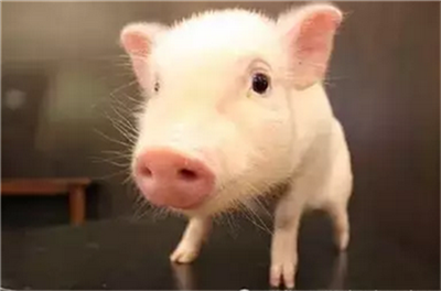 牡丹江：生猪收购价再次冲高 猪肉零售价迈进“30元区”