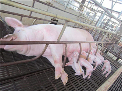 禁买外地猪，广东揭阳“肉霸”敛财2500余万元！