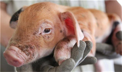 国家统计局：生猪产能正逐渐恢复，下半年物价会继续保持平稳