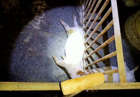 双城：刮了一阵风后，8头母猪竟离奇死亡！