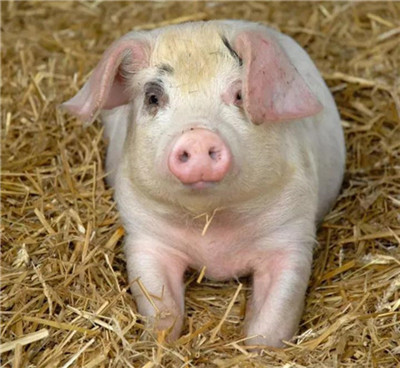 生猪产能逐步恢复，猪企上半年新增7.6万家