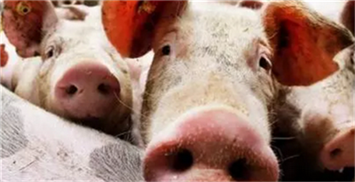 官方提醒：玉米提前透支涨幅 过度投机追涨将面临高风险