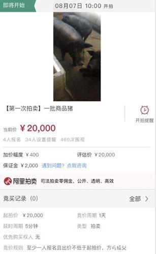 继拍卖柴犬、汗血宝马之后，又有法院开拍62头生猪！