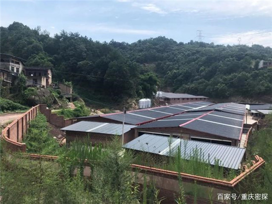 给力！本月底，万州又将新增两个生猪养殖场！