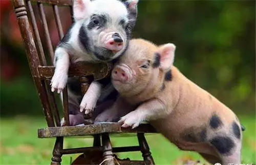 猪价稳涨，上市猪企纷纷迎来业绩暴增期，直接推高股价！