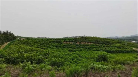 为了让30万头猪安心排便便，我们种下“十里桃花”，收获了“神仙水果”