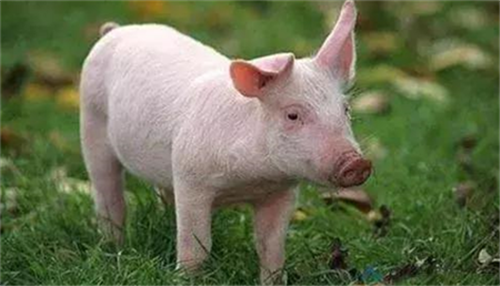 1个好消息！猪价“变天”，肉价上涨被“约束”，要跌回白菜价？