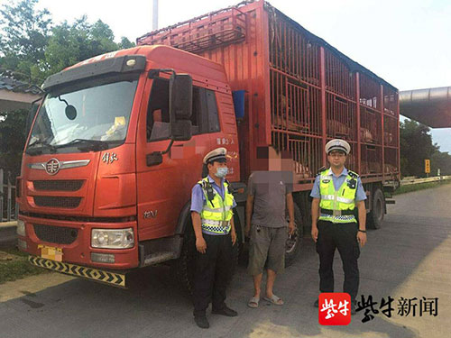 无任何运输手续，偷运价值30万元生猪被查