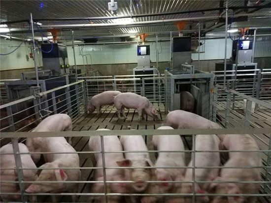 投资2亿元 成都益民集团首次在资阳布局生猪产业项目