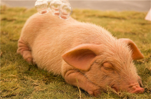 别再说猪价会暴跌，涨高位才是主旋律！