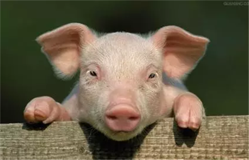 养猪业的数字真诡异！猪价与生猪存栏竟同步上涨？！