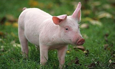 猪价刚抬头，冻肉再打压！涨势或被套“紧箍咒”？