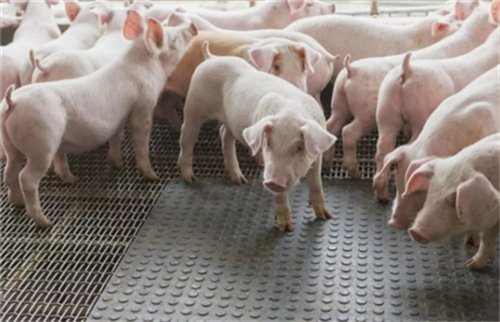 批次化生产管理：后备母猪的配种程序与管理目标