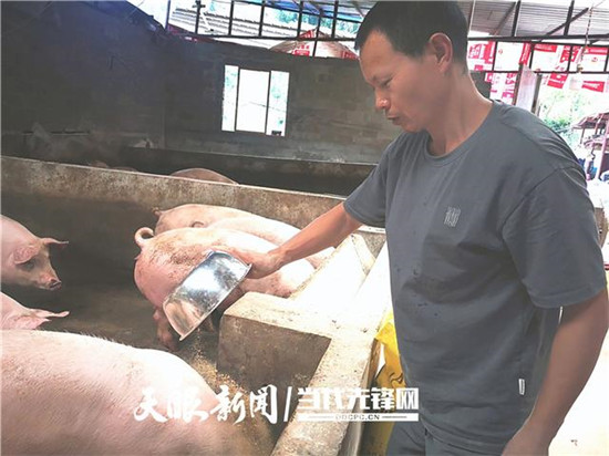 桐梓退伍军人胡发科：养猪致富不忘拉乡友一把