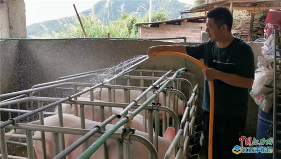 玉山必姆顾孝卫：昔日的贫困户 如今的养猪大户
