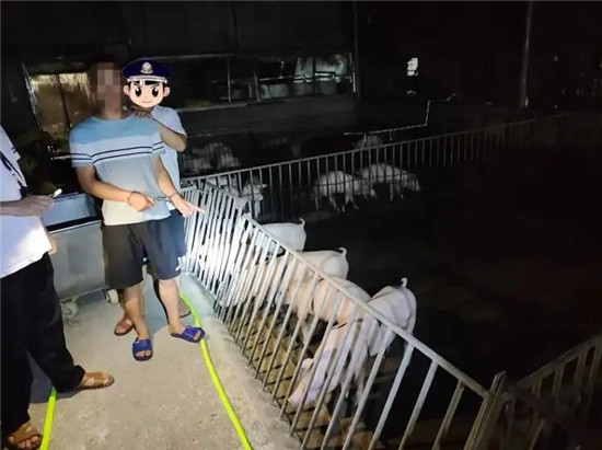 广西4名男子持械抢70头种猪，半夜作案，背后原因令人无奈……