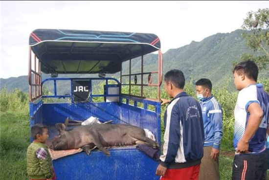 缅甸贫困小镇，上千头生猪死亡