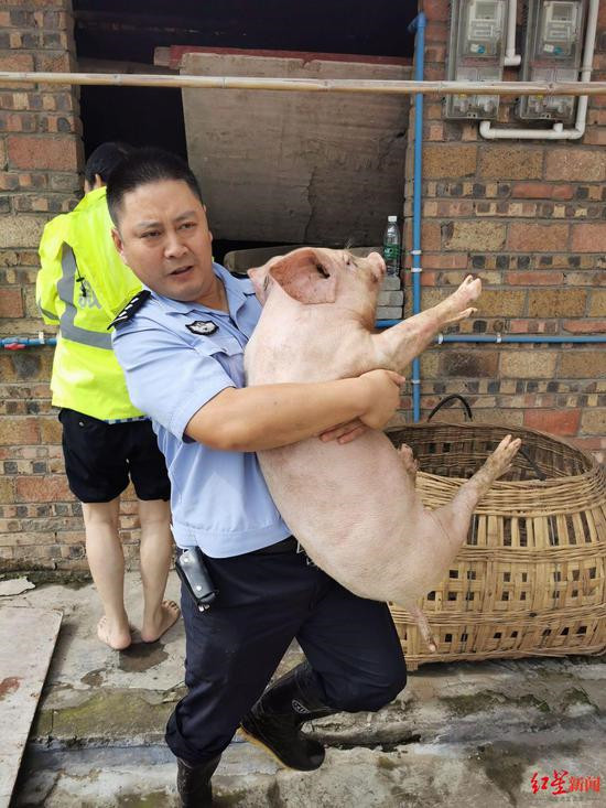 洪水猛涨猪仔遇险 民警抱猪照走红