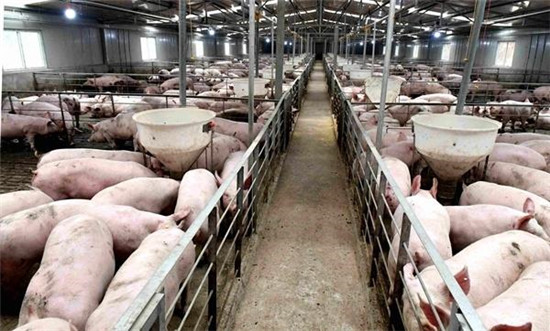 “稳产保供”的嘉陵生猪