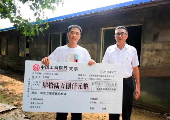 一场暴雨冲走1200多头育肥猪，受灾猪场3天拿到46.8万保险赔付