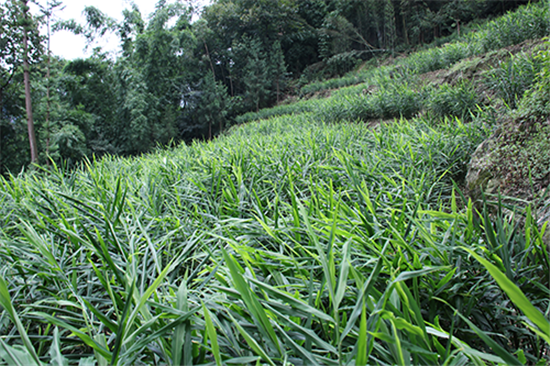 “养猪状元”华珍奎：换了脑子 挣了票子