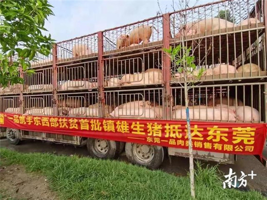 “二师兄”来了！东西部扶贫协作首批镇雄生猪抵达东莞