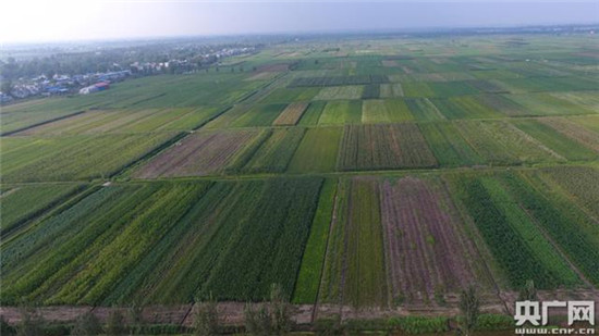 河南南阳要占万亩基本农田建养猪场，岂能如此“拆东墙补西墙”？