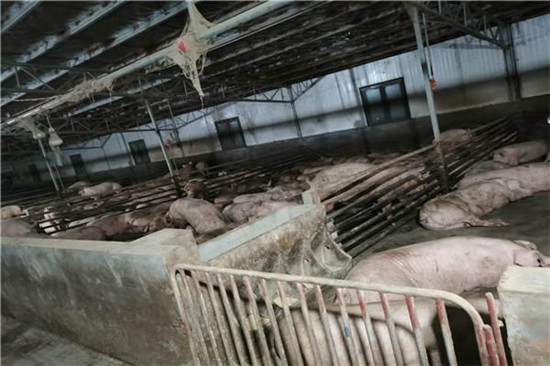 两个通宵，扣押180头生猪