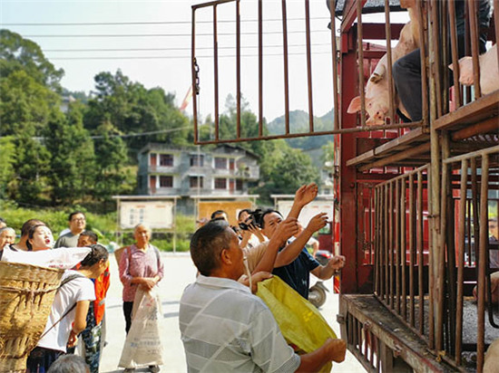 聚焦黔江生猪产业（上）|扶贫添路子 农户增票子