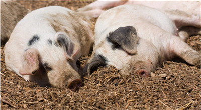 新希望总裁“打脸”唐人神董事长：生猪价格不可能跌至4元