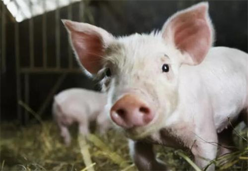 母猪子宫炎在规模猪场发生的原因和对策！