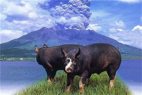 上涨扩大，猪价绝地反击，年底能实现“猪肉自由”吗