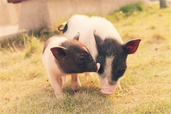 玉米、豆粕创新高？饲料再迎上涨？猪农：心好累！