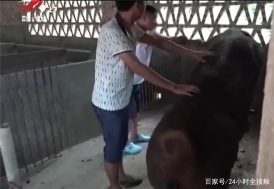 开办养猪场猪仔全靠偷，窃贼落网一言不发，法医给猪做亲子鉴定