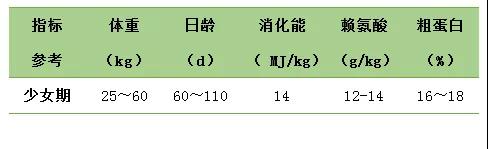 后备母猪4个不同时期，这样饲喂能促进生殖系统发育