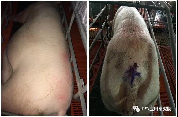 猪场生产管理中判断猪群是否健康的第一指标是什么？
