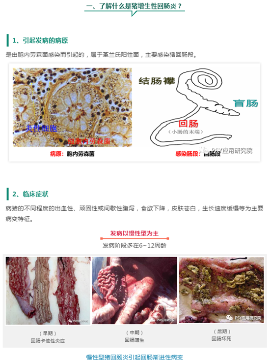 为什么当前生长育肥猪腹泻增多？还越拉越红！