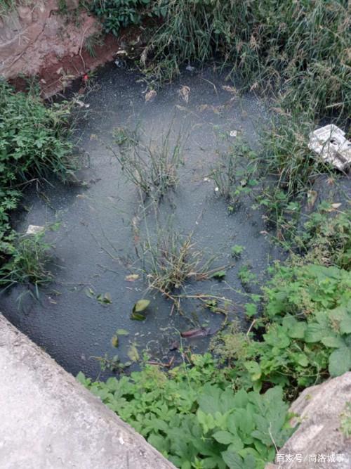 山阳一养猪场污水直排，3000余名村民吃水受影响